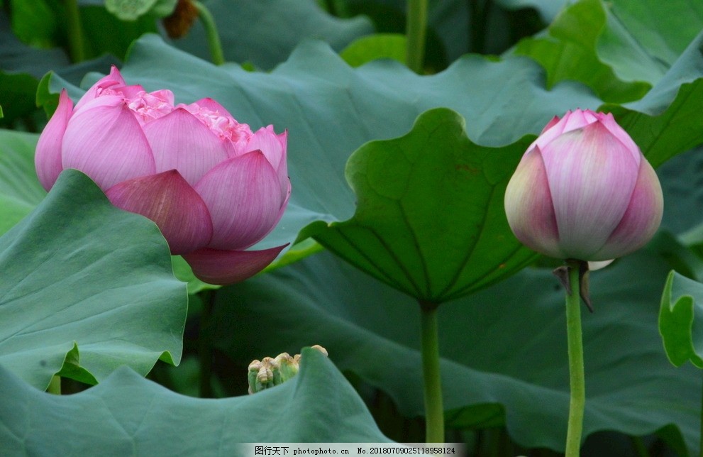 中国邮政储蓄银行开江县支行以“荷花”文明品牌书写中国特征金融文明实践新篇