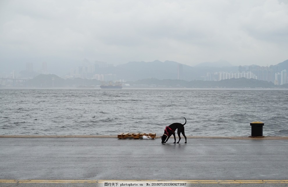 香港西环码头的狗