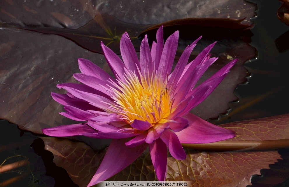 周大生大师艺术珠宝携代表产品露脸无忧之夜2025演绎艺术珠宝之美