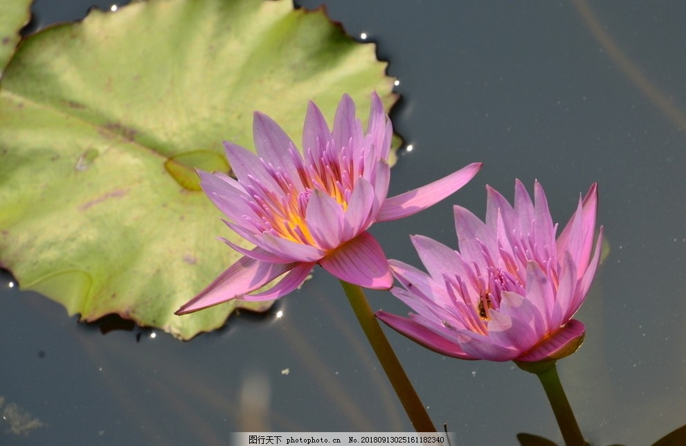 百胜我国(09987HK)12月29日耗资62797万港元回购166万股