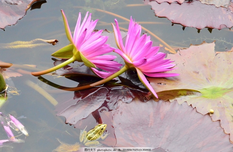 建造银行参加海南自由交易港全岛封关发动活动并全方位助力自贸港建造