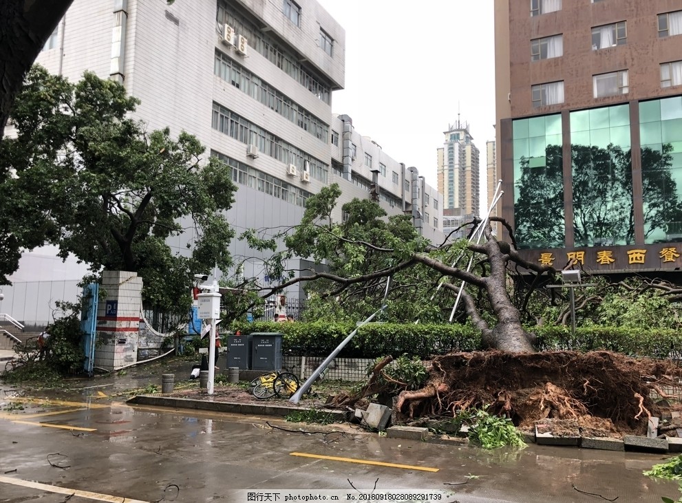 山竹 深圳 灾难 现场 树木