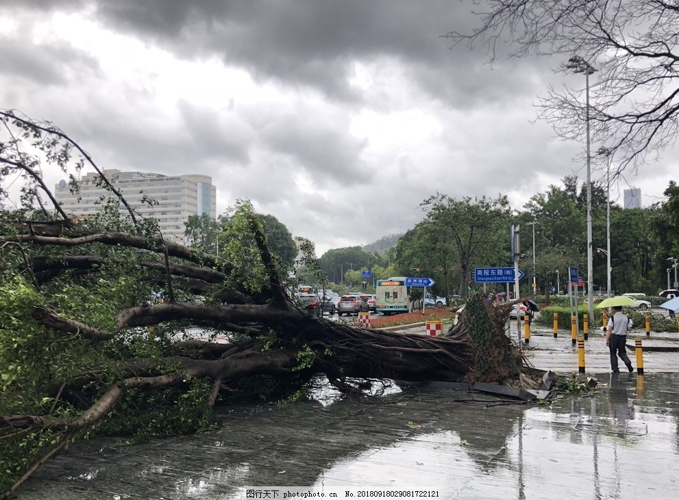 山竹 深圳 灾难 现场 树木