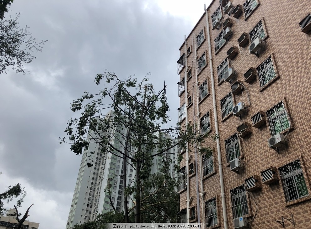 山竹 深圳 灾难 现场 树木