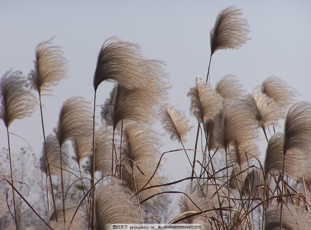 共享你最了解的毛主席语录毛主席在选集中有一条名言叫（墙上芦苇虎头蛇尾基础浅山间竹笋嘴尖皮厚腹中空）这句名言劝诫咱们不要有点成果就飘飘然要多学文化知识不要像竹笋那样腹中没有真实的才学。总止逝者如斯夫！要爱惜韶光努力学习呀。