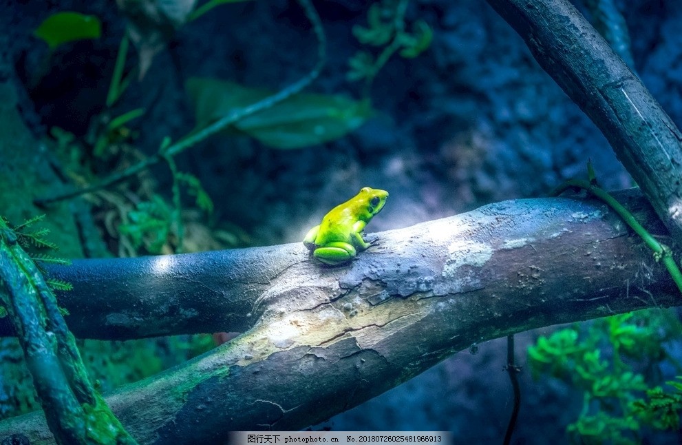 青蛙图片 其他 生物世界 图行天下素材网