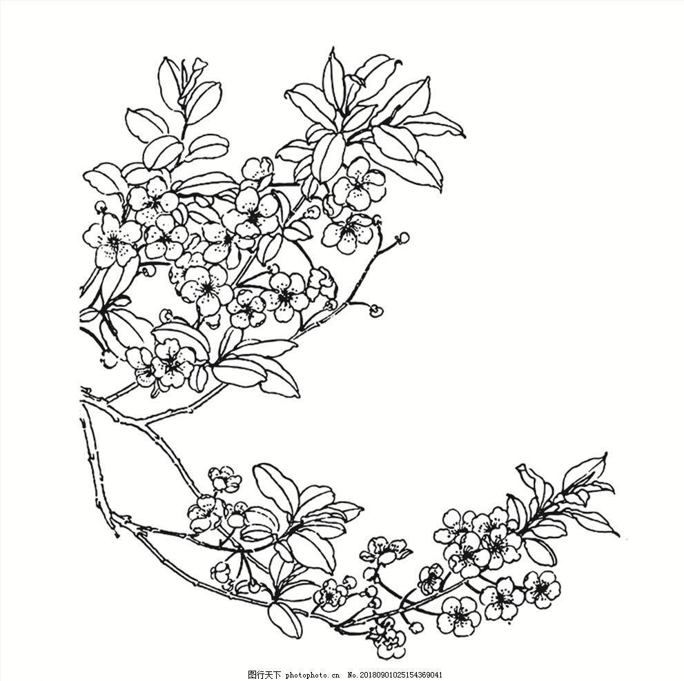 红杏花白描图图片 花草 生物世界 图行天下素材网
