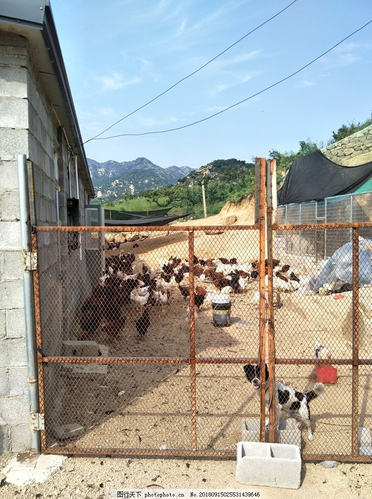 鸡场,土鸡,山鸡,散养鸡,鸡,柴鸡蛋,柴鸡,其他,摄影,生活百科,生活素材,72DPI,JPG